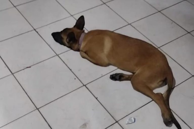 o que fazer com cachorro estressado